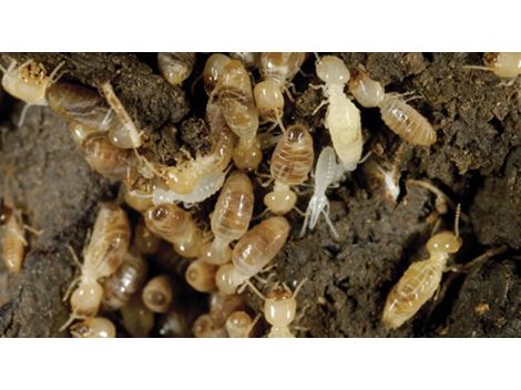 Dedetização Ecológica